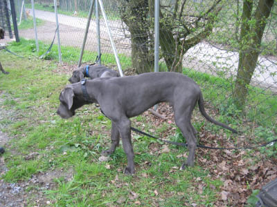 Doggentreffen Wuppertal 069