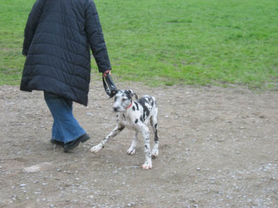 Doggentreffen Wuppertal 082