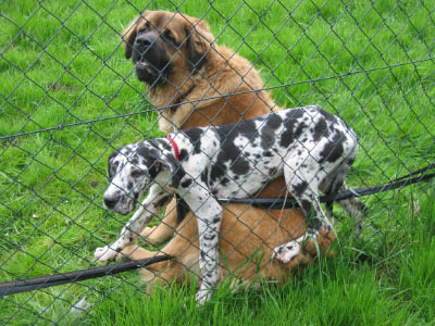 Doggentreffen Wuppertal 084