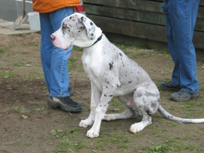 Doggentreffen Wuppertal 089