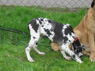 Doggentreffen Wuppertal 096