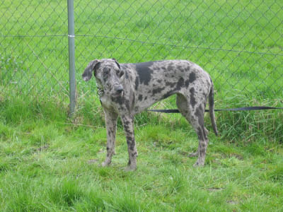 Doggentreffen Wuppertal 100