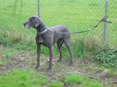 Doggentreffen Wuppertal 156