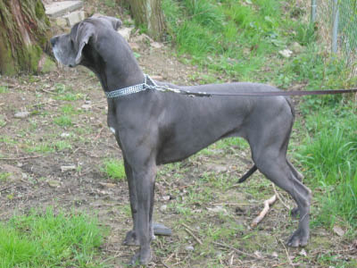 Doggentreffen Wuppertal 159