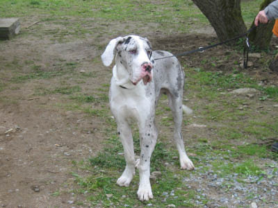 Doggentreffen Wuppertal 163