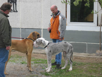 Doggentreffen Wuppertal 169