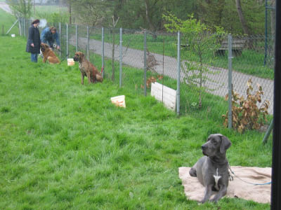 Doggentreffen Wuppertal 171